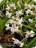 Vanda lilacina